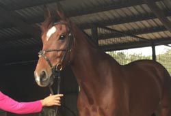 horse sale preparation